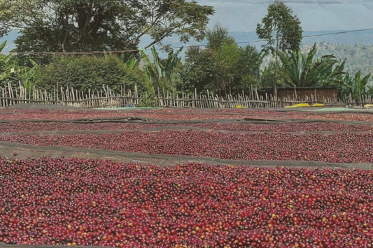 Ethiopia: Where Coffee Culture Began